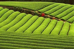 Климат, географические условия и производство чая Климат, географические условия и производство чая