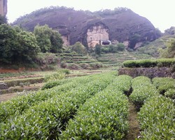 Влажность играет огромное значение при выращивании чая Влажность играет огромное значение при выращивании чая