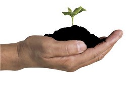 Компостирование чайных листьев и чайных пакетиков Компостирование чайных листьев и чайных пакетиков