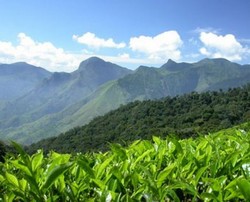 Чаи из одного региона Чаи из одного региона