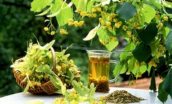 Цветущая липа, чай из липы Цветущая липа, чай из липы