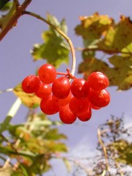 Ягода калина Ягода калина