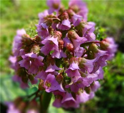 Бадан Бадан