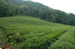 Адлерский чай — описание и основные характеристики Адлерский чай — описание и основные характеристики