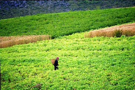 Чай Юньнань Чай Юньнань