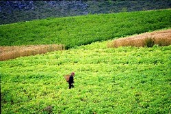 Чай Юньнань Чай Юньнань