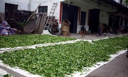 Производители зеленого чая — статистика по странам Производители зеленого чая — статистика по странам