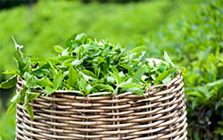 Листья зеленого чая Листья зеленого чая