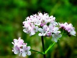 Цветок валерианы Цветок валерианы