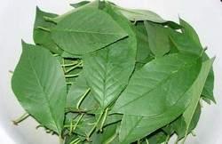 Свежие листья вишни Свежие листья вишни