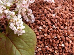 Плоды гречихи Плоды гречихи