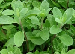 Майоран Майоран