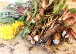 Корни одуванчика Корни одуванчика